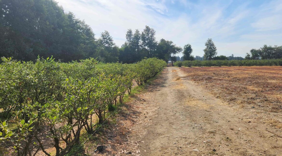 Venta parcela Linares quinta el progreso (29)