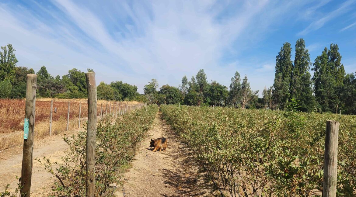 Venta parcela Linares quinta el progreso (32)